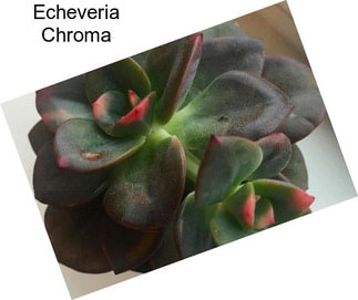 Echeveria Chroma