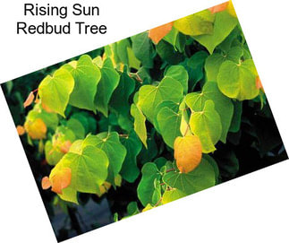 Rising Sun Redbud Tree