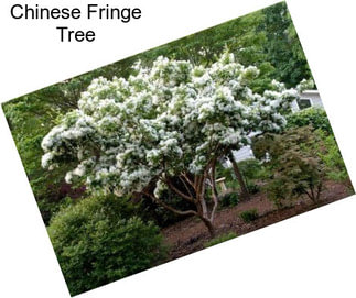 Chinese Fringe Tree