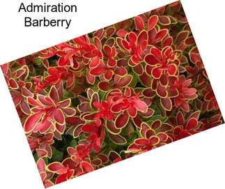 Admiration Barberry