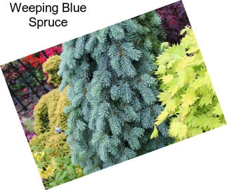 Weeping Blue Spruce