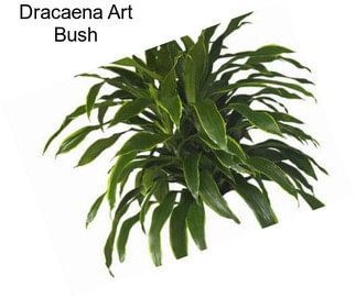 Dracaena Art Bush