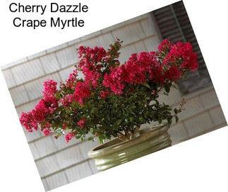 Cherry Dazzle Crape Myrtle