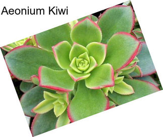 Aeonium Kiwi