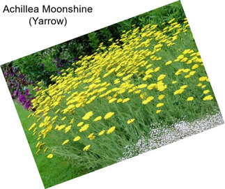 Achillea Moonshine (Yarrow)