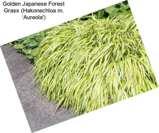 Golden Japanese Forest Grass (Hakonechloa m. ‘Aureola\')