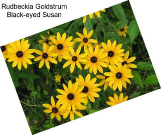 Rudbeckia Goldstrum Black-eyed Susan