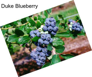 Duke Blueberry