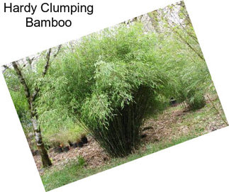 Hardy Clumping Bamboo