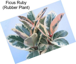 Ficus Ruby (Rubber Plant)