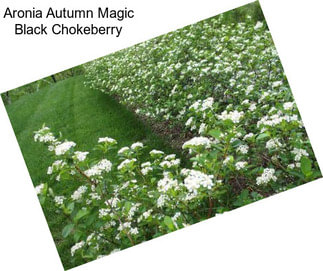 Aronia Autumn Magic Black Chokeberry