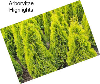 Arborvitae Highlights