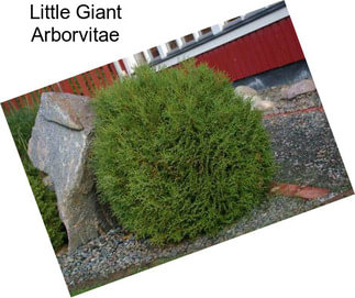 Little Giant Arborvitae