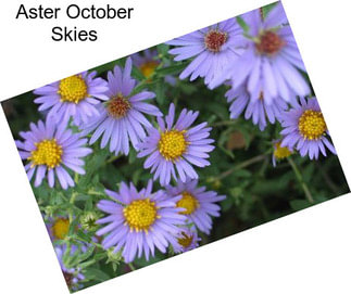 Aster October Skies