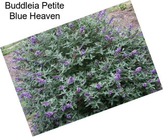 Buddleia Petite Blue Heaven