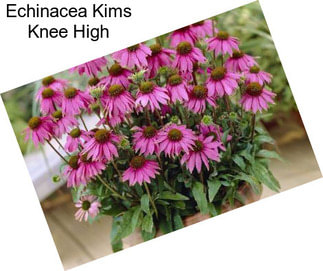 Echinacea Kims Knee High