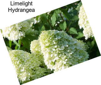 Limelight Hydrangea