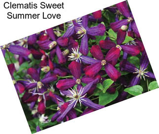 Clematis Sweet Summer Love