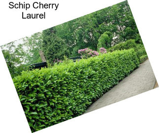 Schip Cherry Laurel