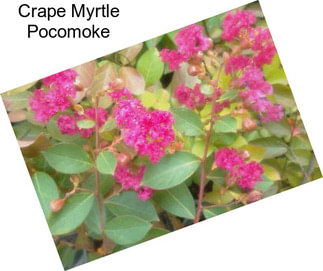 Crape Myrtle Pocomoke