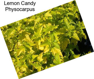 Lemon Candy Physocarpus