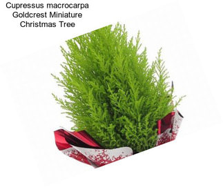 Cupressus macrocarpa Goldcrest Miniature Christmas Tree