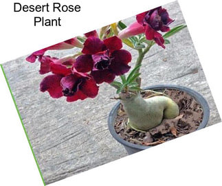 Desert Rose Plant