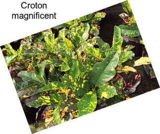 Croton magnificent