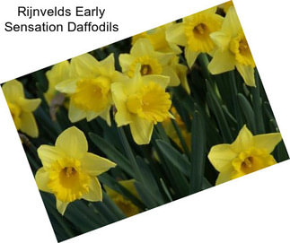 Rijnvelds Early Sensation Daffodils