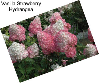 Vanilla Strawberry Hydrangea