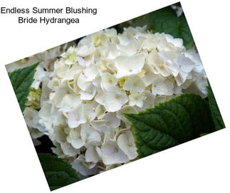 Endless Summer Blushing Bride Hydrangea