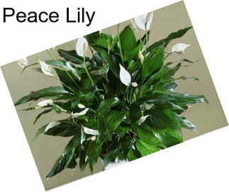 Peace Lily