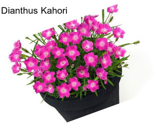 Dianthus Kahori