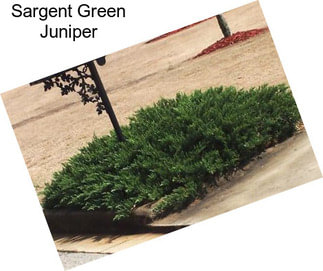 Sargent Green Juniper