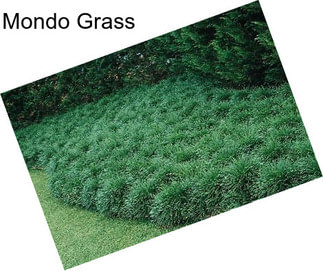 Mondo Grass