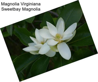 Magnolia Virginiana Sweetbay Magnolia