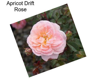 Apricot Drift Rose