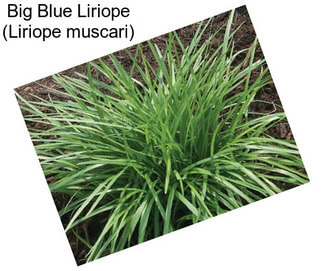 Big Blue Liriope (Liriope muscari)