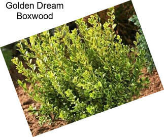 Golden Dream Boxwood