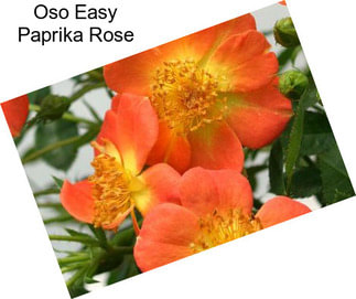 Oso Easy Paprika Rose