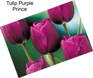 Tulip Purple Prince