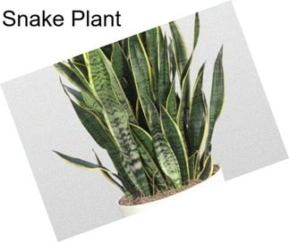 Snake Plant