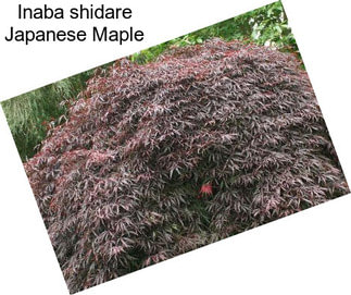 Inaba shidare Japanese Maple