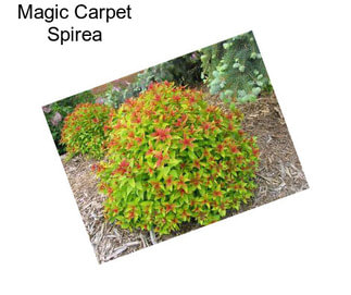 Magic Carpet Spirea