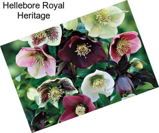 Hellebore Royal Heritage