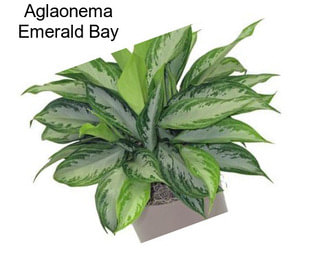 Aglaonema Emerald Bay