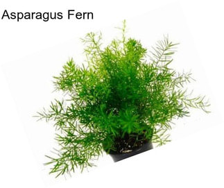 Asparagus Fern