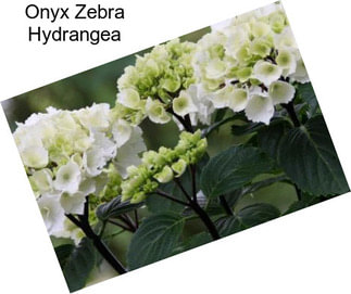 Onyx Zebra Hydrangea