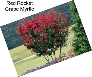 Red Rocket Crape Myrtle