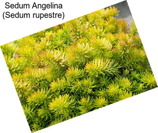 Sedum Angelina (Sedum rupestre)